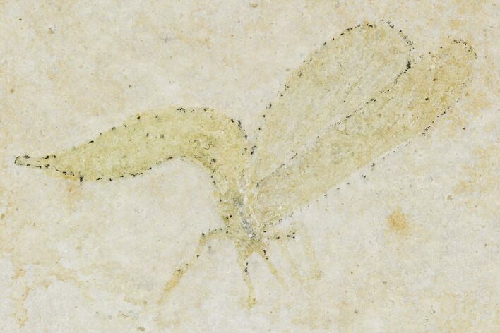 Jurassic Fly (Diptera) - Solnhofen Limestone #108921